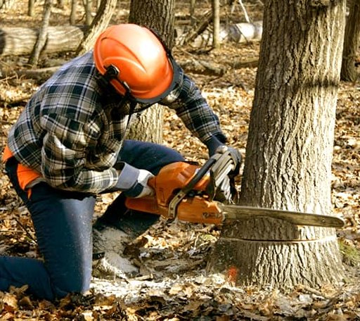 Tree Removal in Talladega, AL